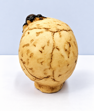 Carica l'immagine nel visualizzatore di Gallery, TESCHIO SCHELETRO
