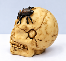 Carica l'immagine nel visualizzatore di Gallery, TESCHIO SCHELETRO
