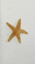 Carica l&#39;immagine nel visualizzatore di Gallery, STELLA MARINA VERA ESSICCATA 01
