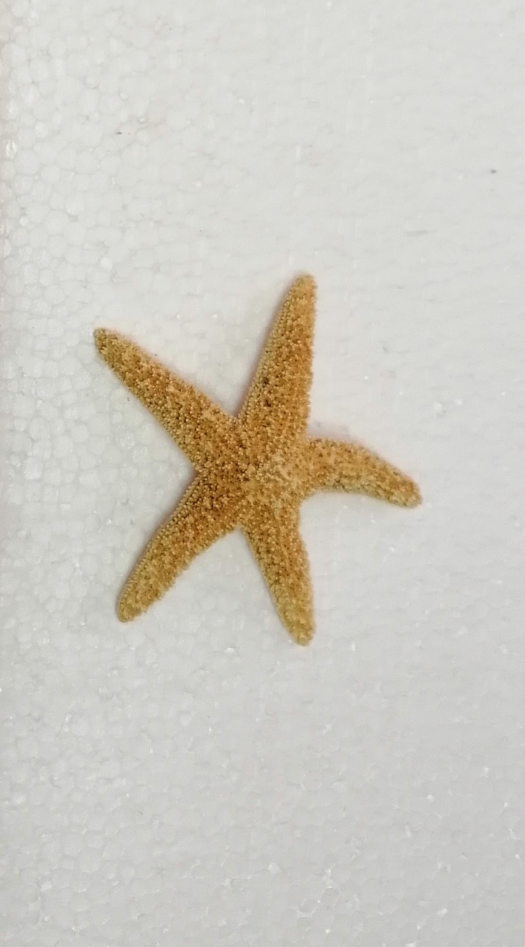 STELLA MARINA VERA ESSICCATA 01
