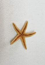 Carica l&#39;immagine nel visualizzatore di Gallery, STELLA MARINA VERA ESSICCATA 01
