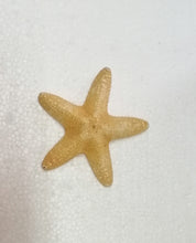Carica l&#39;immagine nel visualizzatore di Gallery, STELLA MARINA VERA ESSICCATA 04
