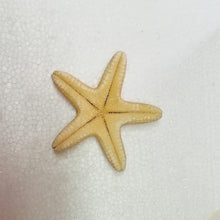 Carica l&#39;immagine nel visualizzatore di Gallery, STELLA MARINA VERA ESSICCATA 04
