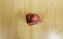 Carica l&#39;immagine nel visualizzatore di Gallery, CIVETTA LEGNO
